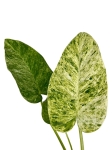 Philodendron giganteum blizzard variegata
