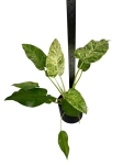 Philodendron giganteum blizzard variegata