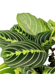 Maranta lemon lime - L