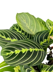  Maranta lemon lime - L