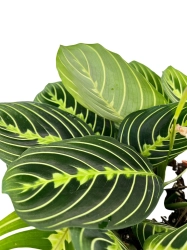  Maranta lemon lime - L