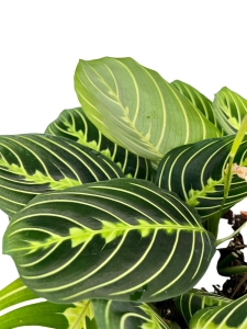  Maranta lemon lime - L