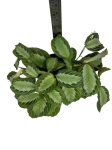 Maranta Silver Band - L