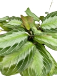 Maranta Silver Band - L