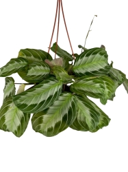 Maranta Silver Band - L
