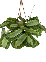Maranta Silver Band - L