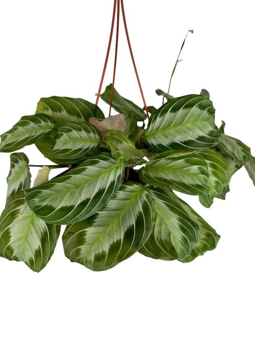 Maranta Silver Band - L