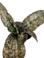 Sansevieria 'Star Canyon Granite' - M