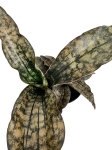 Sansevieria 'Star Canyon Granite' - M