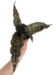 Sansevieria 'Star Canyon Granite' - M
