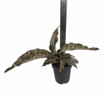 Sansevieria 'Star Canyon Granite' - M