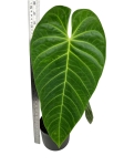 Anthurium Queremalense - q2