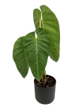 Anthurium Queremalense - q2