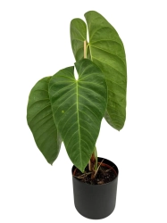 Anthurium Queremalense - q2