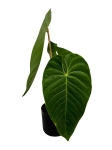 Anthurium Queremalense - q2