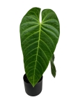 Anthurium Queremalense - q2