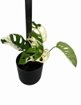 Monstera adansonii Archipelago M2