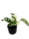 Monstera adansonii Archipelago M2