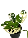 Monstera adansonii Archipelago M2
