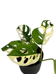 Monstera adansonii Archipelago M2
