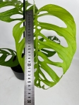 Monstera esqueleto