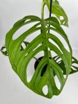 Monstera esqueleto