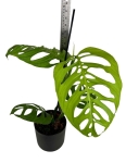 Monstera esqueleto