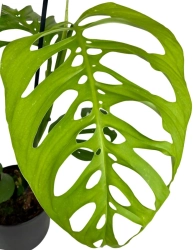 Monstera esqueleto