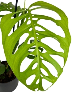 Monstera esqueleto
