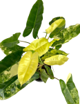 Philodendron burle marx variegata - XL