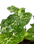 Syngonium panda - M