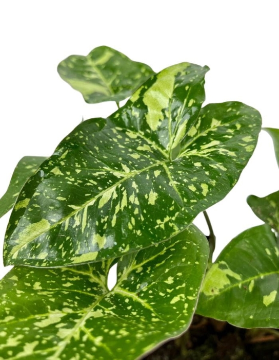 Syngonium panda - M