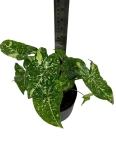 Syngonium panda - M