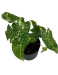Syngonium panda - M