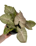 Syngonium Pink Spot - M