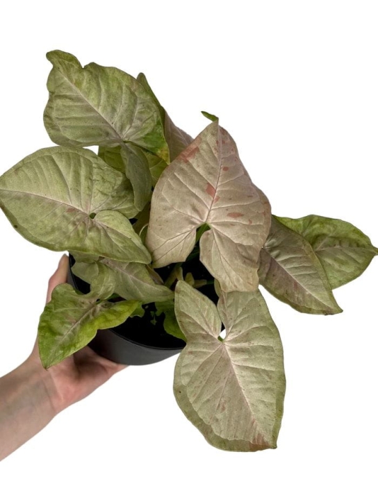 Syngonium Pink Spot - M