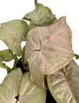 Syngonium Pink Spot - M