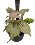 Syngonium Pink Spot - M
