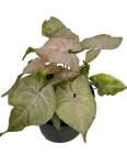 Syngonium Pink Spot - M