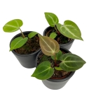 Anthurium crystallinum - S