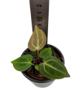 Anthurium crystallinum - S