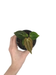 Anthurium crystallinum - S