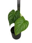 Philodendron peltatum - XL