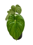 Philodendron peltatum - XL