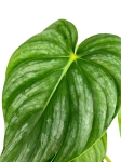 Philodendron peltatum - XL