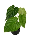 Philodendron peltatum - XL