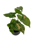 Syngonium Pink Splash - L