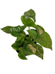 Syngonium Pink Splash - L