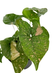  Syngonium Pink Splash - L