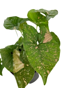  Syngonium Pink Splash - L